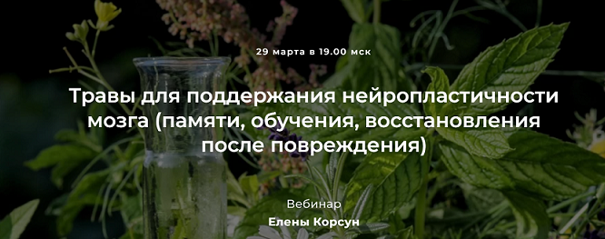 [Е. Корсун] Травы для поддержания нейропластичност_0.png